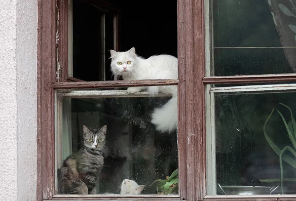 cats sit on the window