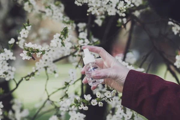 Hands in gloves holding alcohol spray or anti bacteria spray to prevent spread of germs and virus.