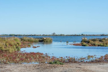 Güney Fransa 'da Camargues manzarası