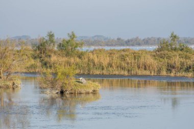 Güney Fransa 'da Camargues manzarası