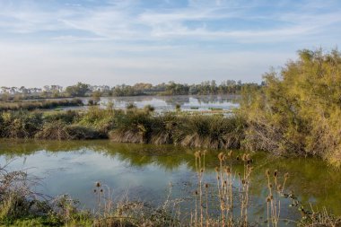 Güney Fransa 'da Camargues manzarası