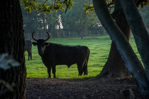 Krajobraz Camargues na południu Francji — Zdjęcie stockowe