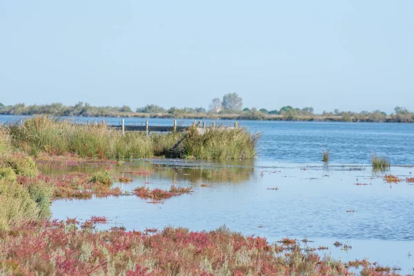 Landschap van Camargues in het zuiden van Frankrijk — Stockfoto