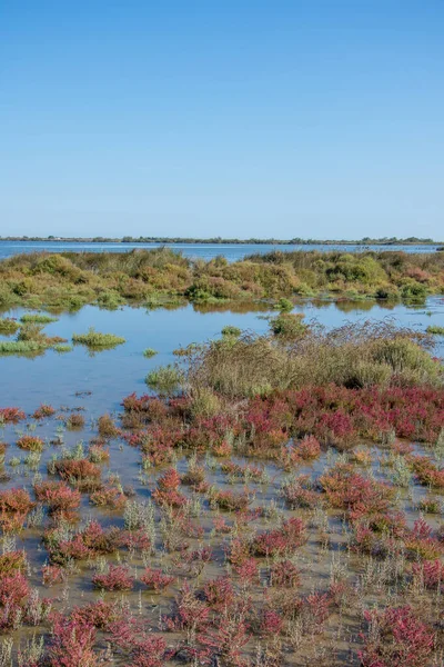 Landschaft der Camargues in Südfrankreich — Stockfoto