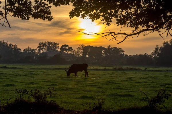 Güney Fransa 'da Camargues manzarası