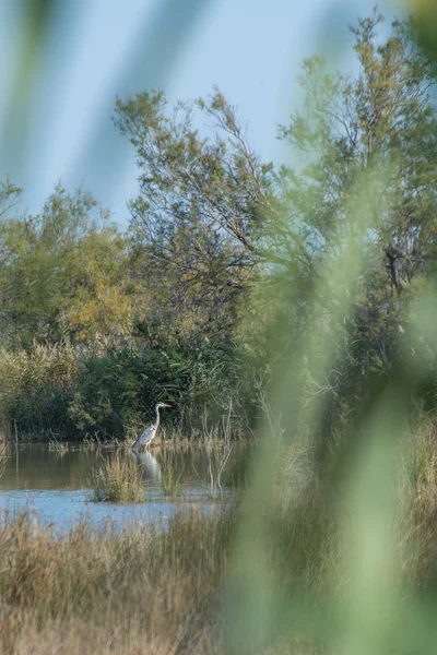 Paysage de Camargue dans le sud de la France — Photo