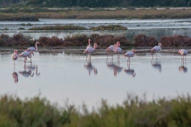 Güney Fransa 'da Camargues manzarası
