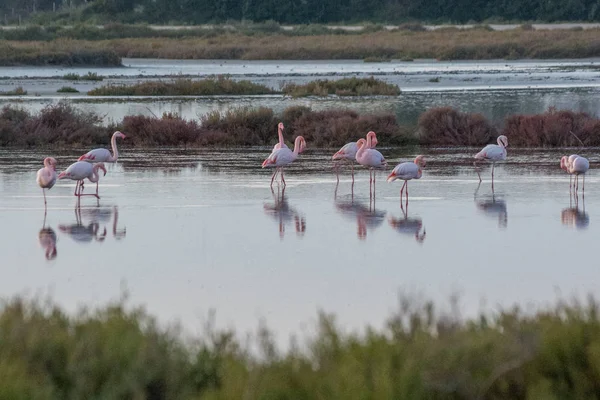 Güney Fransa 'da Camargues manzarası — Stok fotoğraf