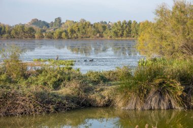 Güney Fransa 'da Camargues manzarası