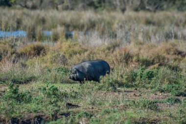 Güney Fransa 'da Camargues manzarası