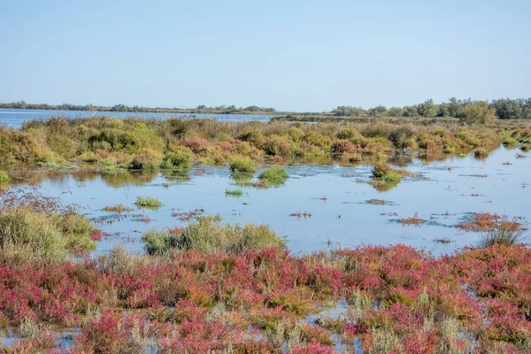 Landschap van Camargues in het zuiden van Frankrijk — Stockfoto