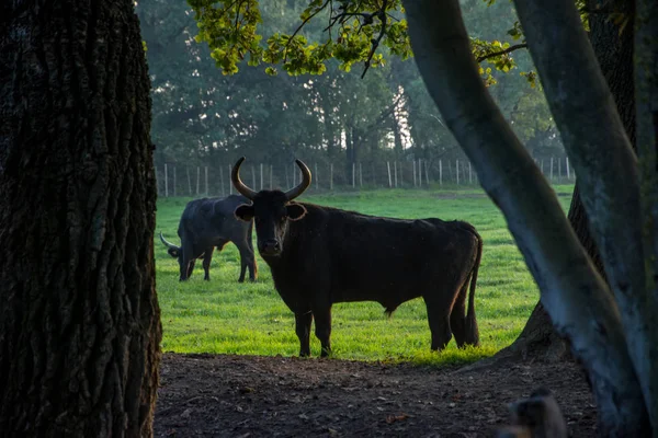 Paisagem de Camargues, no sul da França — Fotografia de Stock