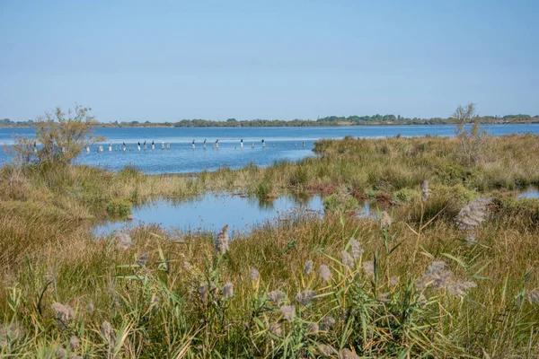 Krajobraz Camargues na południu Francji — Zdjęcie stockowe