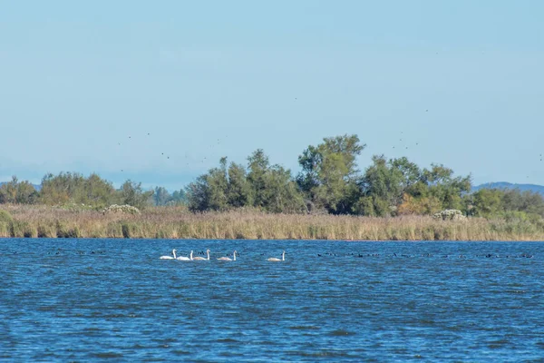 Güney Fransa 'da Camargues manzarası — Stok fotoğraf