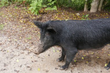 Güney Korsika 'da, güzellik adasında tatiller.