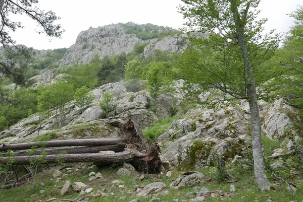 Vakantie op het eiland van schoonheid, in het zuiden van Corsica. — Stockfoto