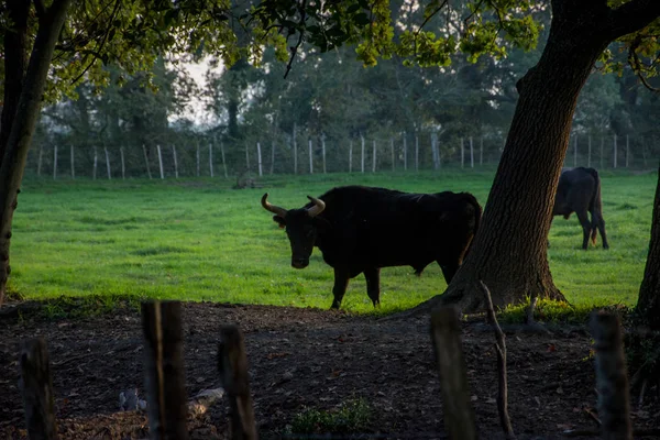 Paisagem de Camargues, no sul da França — Fotografia de Stock