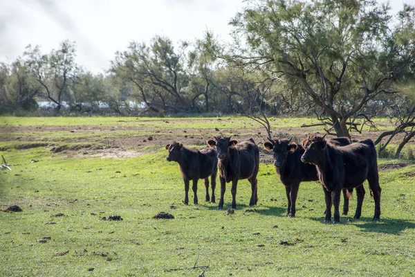 Táj Camargue Dél-Franciaországban — Stock Fotó