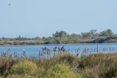Güney Fransa 'da Camargues manzarası