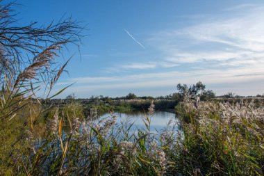 Güney Fransa 'da Camargues manzarası