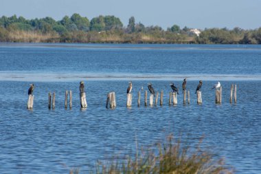 Güney Fransa 'da Camargues manzarası