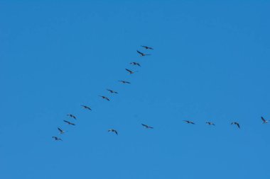 Güney Fransa 'da Camargues manzarası
