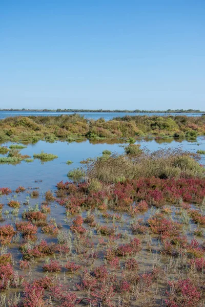 Güney Fransa 'da Camargues manzarası