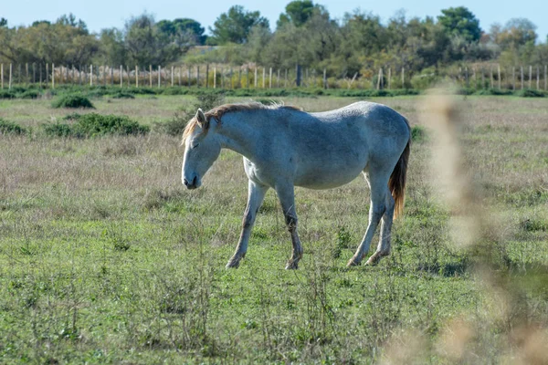 Paysage de Camargue dans le sud de la France — Photo