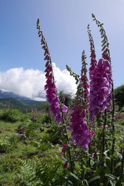 Güney Korsika 'da, güzellik adasında tatiller.
