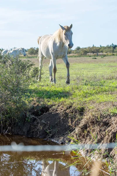 Krajobraz Camargues na południu Francji — Zdjęcie stockowe