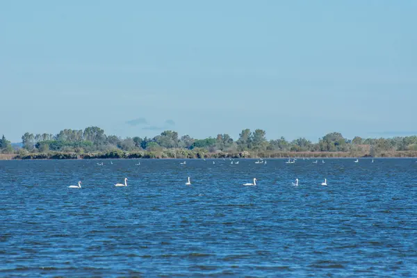 Güney Fransa 'da Camargues manzarası — Stok fotoğraf