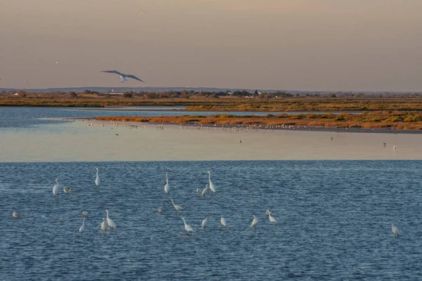 Güney Fransa 'da Camargues manzarası — Stok fotoğraf