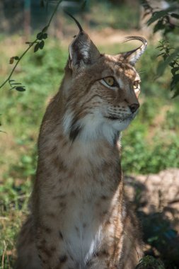 Doğu Pyrenes 'in keşfi yaz aylarında, hala vahşi bölgede