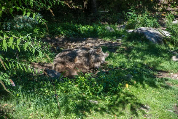 Ontdekking van de oostelijke Pyreneeën in de zomer, nog steeds wilde regio van — Stockfoto