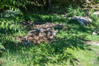Doğu Pyrenes 'in keşfi yaz aylarında, hala vahşi bölgede