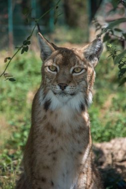 Doğu Pyrenes 'in keşfi yaz aylarında, hala vahşi bölgede