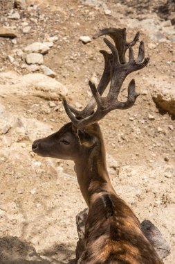 Doğu Pyrenes 'in keşfi yaz aylarında, hala vahşi bölgede