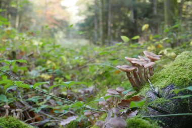 Fransa 'nın Finistere şehrinde Brittany kırsalında yürümek