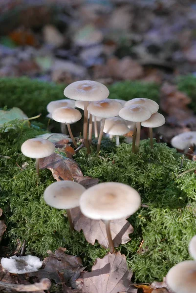 Balade dans la campagne bretonne à finistere, France — Photo