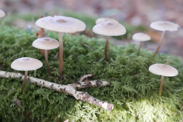 Balade dans la campagne bretonne à finistere, France — Photo