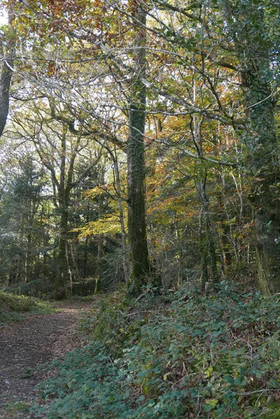 Spaziergang in der Landschaft der Bretagne in finistere, Frankreich — Stockfoto