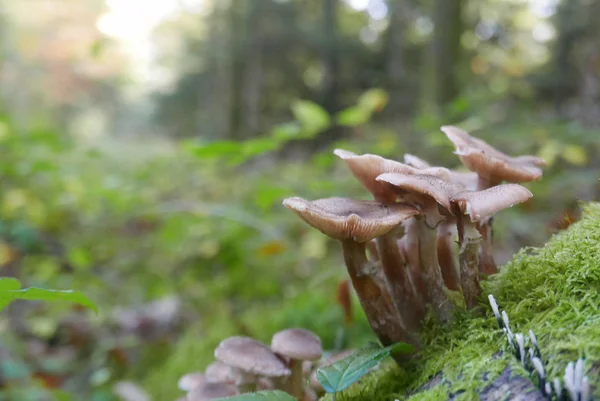 Balade dans la campagne bretonne à finistere, France — Photo