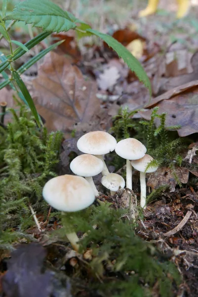 Balade dans la campagne bretonne à finistere, France — Photo