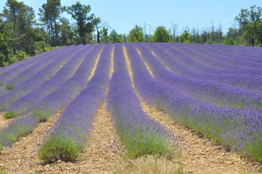 Fransa 'nın güneyindeki Provence' a git. Lavanta kültürü ve 