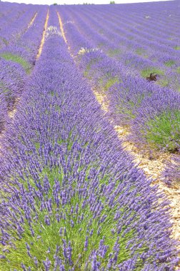 Fransa 'nın güneyindeki Provence' a git. Lavanta kültürü ve 