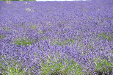 Fransa 'nın güneyindeki Provence' a git. Lavanta kültürü ve 