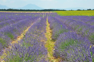 Fransa 'nın güneyindeki Provence' a git. Lavanta kültürü ve 