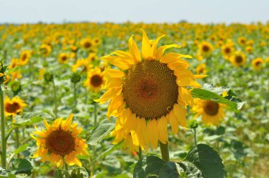 Fransa 'nın güneyindeki Provence' a git. Lavanta kültürü ve 