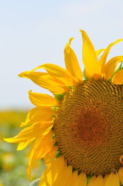 Fransa 'nın güneyindeki Provence' a git. Lavanta kültürü ve 