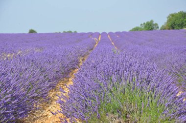 Fransa 'nın güneyindeki Provence' a git. Lavanta kültürü ve 